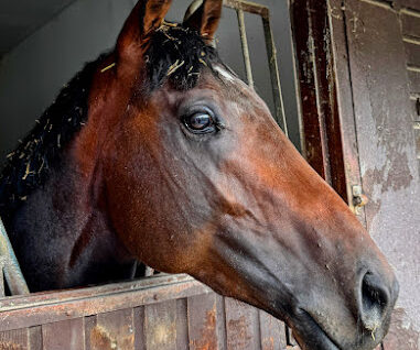 Chale Chalo Tom Dascombe Yard Visit