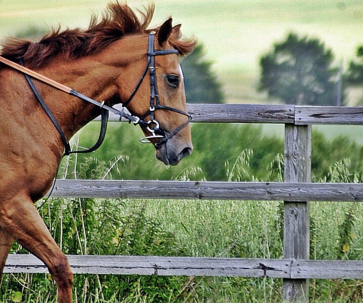 Tom Dascombe Yard Visit