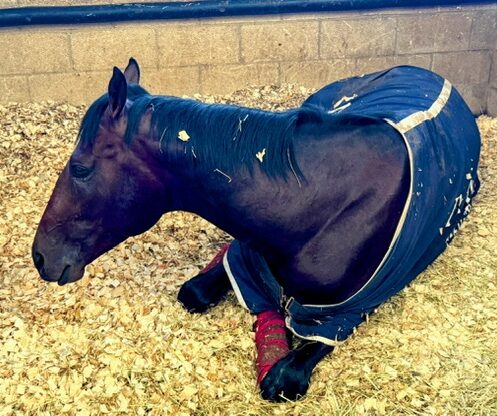 Charlie Hills Yard Visit