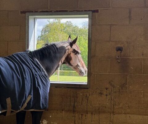 Charlie Hills Yard Visit